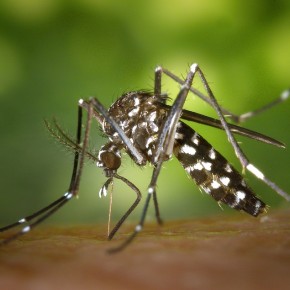 Virus zika : l'Outre-mer menacée ? Gros plan sur La Réunion